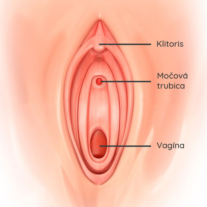 Presné umiestnenie klitorisu
