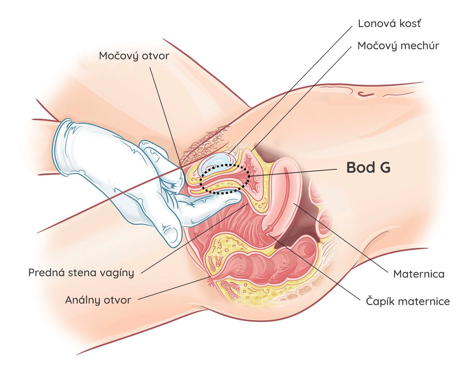 Anatómia vagíny s bodom G